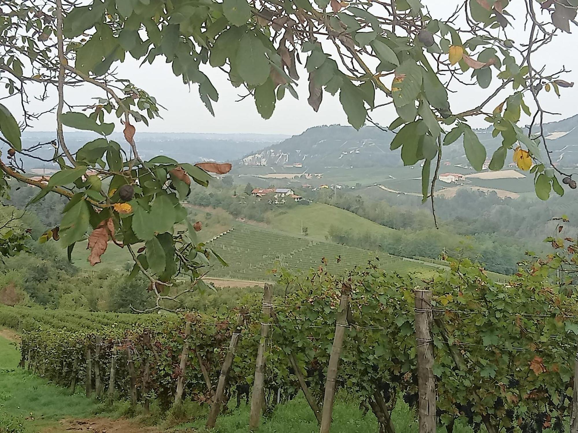 Agriturismo Bric Di Gai Monforte dʼAlba Екстериор снимка