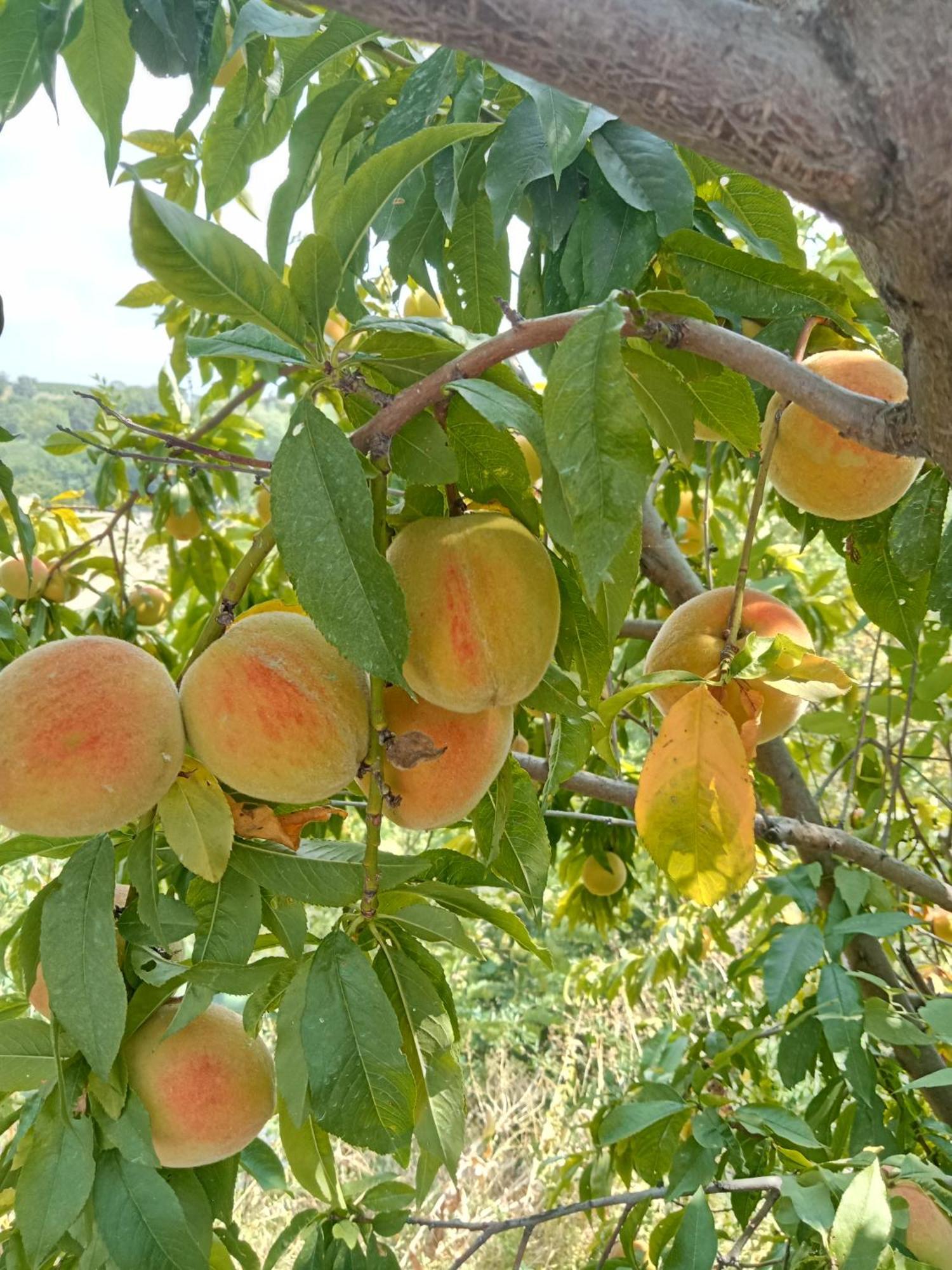 Agriturismo Bric Di Gai Monforte dʼAlba Екстериор снимка